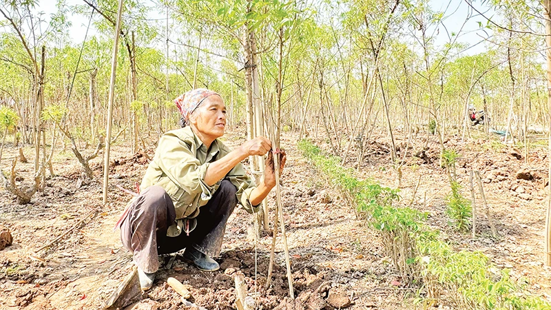 Gia đình bà Ngọ trồng mới và chăm sóc vườn đào sau bão lũ. 