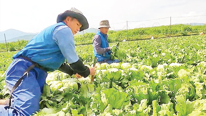 Người dân huyện Phong Thổ (Lai Châu) thu hoạch rau tại Nhật Bản. 