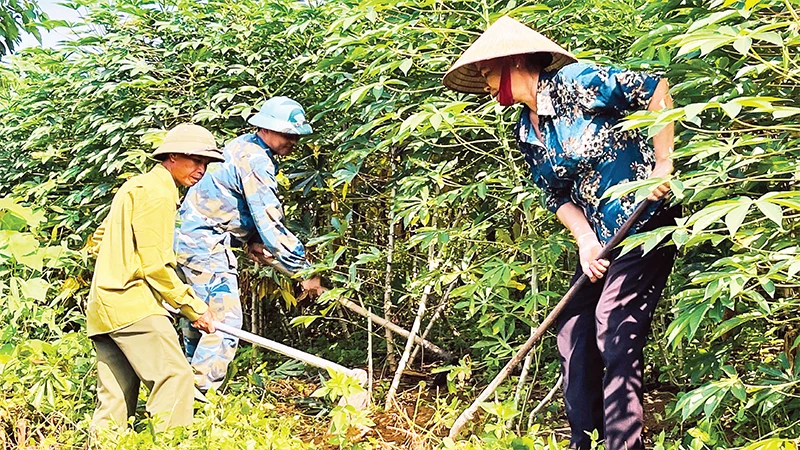 Nông dân xã Ðông Cuông, huyện Văn Yên (Yên Bái) chăm sóc cây sắn trồng trên đất dốc. 