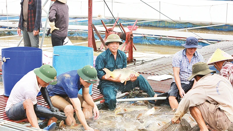 Ông Vũ Văn Chiến (người ngồi giữa) kiểm tra cá tại các lồng nuôi trên sông Ðuống. 