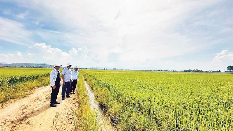 Chậm thực hiện thủ tục, hồ sơ ảnh hưởng đến hiệu quả công tác dồn điền đổi thửa và đời sống dân sinh tại Quảng Ngãi. 