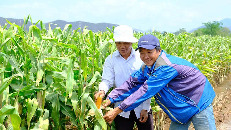 Ông Chamaléa Phán ở thôn Ðồng Dày, xã Phước Trung, huyện Bác Ái (tỉnh Ninh Thuận) khôi phục 5 sào đất bỏ hoang và trồng cây ngô lai đang sinh trưởng tốt, hứa hẹn một mùa vụ bội thu. 