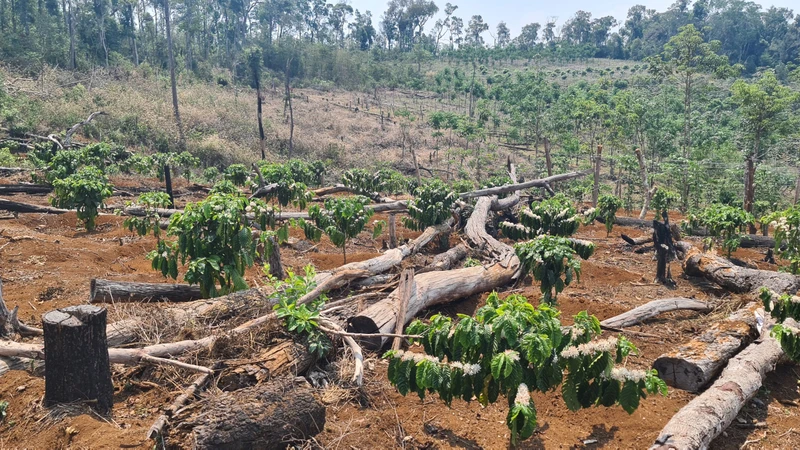 Nhiều diện tích rừng tại Đắk Nông tiếp tục bị triệt hạ để chiếm đất sản xuất nông nghiệp.