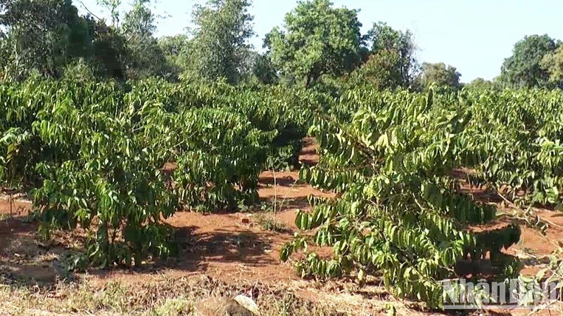 Gần 6.300ha cà-phê tại Đắk Nông trồng ở các vùng không thích nghi với điều kiện tự nhiên, khí hậu được chuyển đổi sang cây trồng khác.