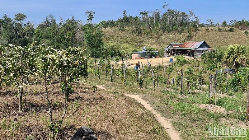 Nhiều dự án tại Đắk Nông đã bị người dân chiếm gần hết đất, rừng buộc phải thu hồi.
