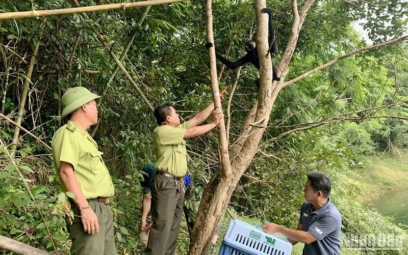 Vườn quốc gia Tà Đùng tổ chức tiếp nhận và thả động vật hoang dã về với môi trường tự nhiên.