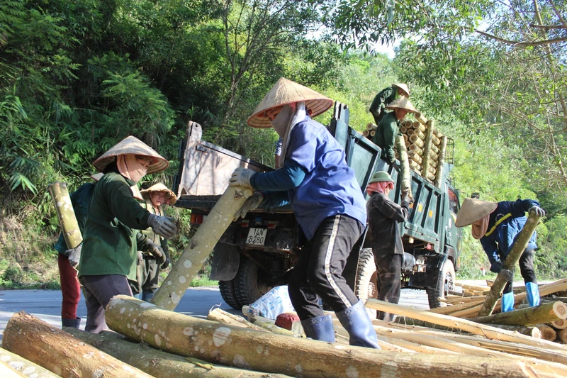 Phát triển kinh tế rừng là thế mạnh của Sơn Động. Ảnh: XUÂN THỎA