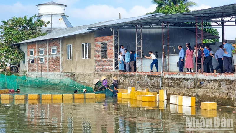 Đoàn giám sát của Tỉnh uỷ Vĩnh Long tham quan mô hình sản xuất cá linh tại xã Mỹ Phước, huyện Mang Thít, tỉnh Vĩnh Long. 