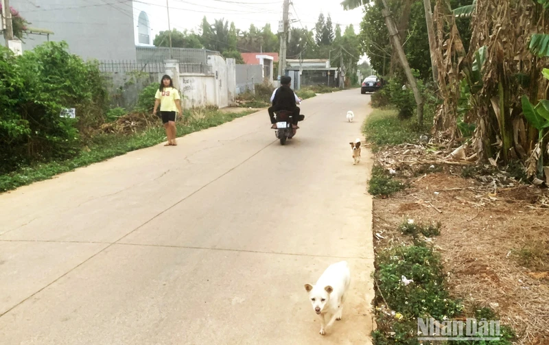 Tình trạng nuôi chó thả rông nhưng không được rọ mõm còn phổ biến ở Đắk Lắk.