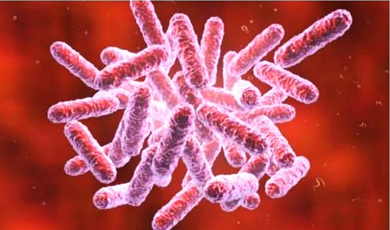 Vi khuẩn Gram âm Burkholderia pseudomallei. (Ảnh minh họa)