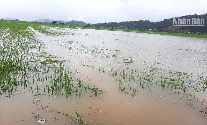 Hàng trăm ha lúa trong thời gian làm đòng ở huyện Lắk bị nhấn chìm trong nước lũ.
