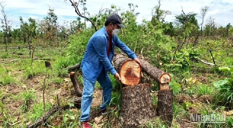 Rừng tự nhiên tại Tiểu khu 205, 222 xã Ya Tờ Mốt, huyện Ea Súp bị hủy hoại được phát hiện vào tháng 4/2022.