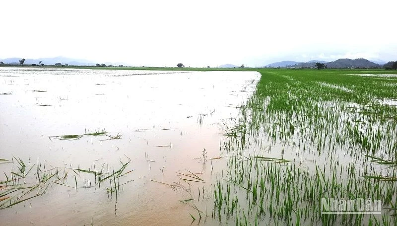 Mưa lũ khiến hàng trăm ha lúa trên địa bàn huyện Lắk bị ngập lụt.
