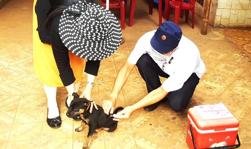Tiêm phòng cho đàn chó góp phần ngăn chặn bệnh dại lây lan trong cộng đồng. 