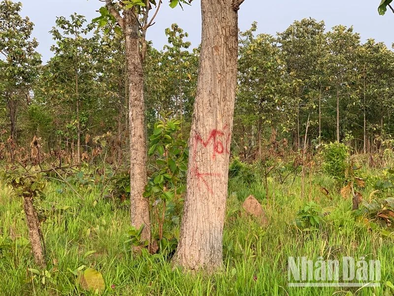 Hiện nay, thời tiết ở Đắk Lắk đang bước vào thời kỳ cao điểm của mùa khô năm 2024 nên nguy cơ gia tăng về tình trạng phá rừng, lấn chiếm đất rừng, khai thác gỗ trái pháp luật, cháy rừng.