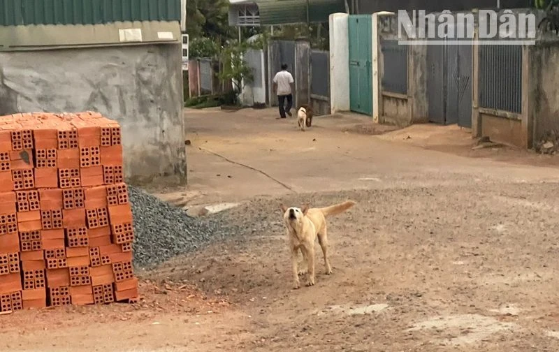 Cần xử lý nghiêm các trường hợp nuôi chó thả rông ngoài đường mà không rọ mõm, nhằm ngăn chặn các trường hợp bị chó cắn dẫn đến bệnh dại.