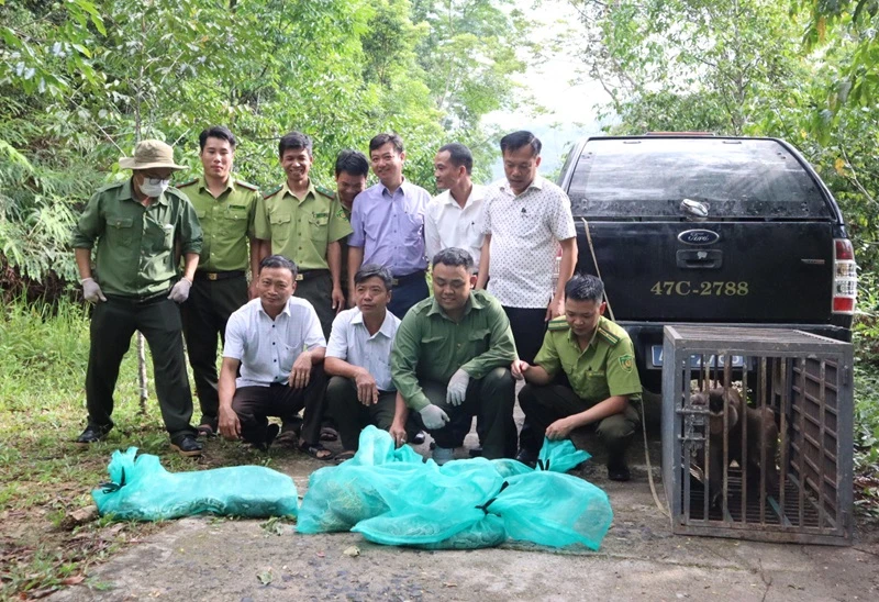 Lực lượng chức năng tổ chức thả các cá thể động vật hoang dã, quý hiếm về với tự nhiên.