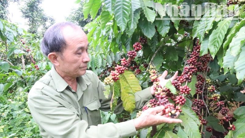 Là tỉnh miền núi nên ngành nông-lâm nghiệp vẫn là “trụ cột” lâu dài của nền kinh tế tỉnh Đắk Lắk.