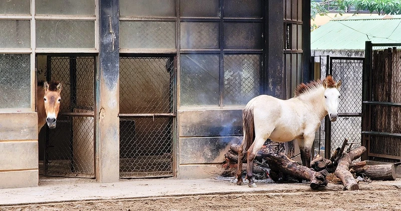 Đốt củi sưởi ấm cho vật nuôi tại Vườn thú Hà Nội.
