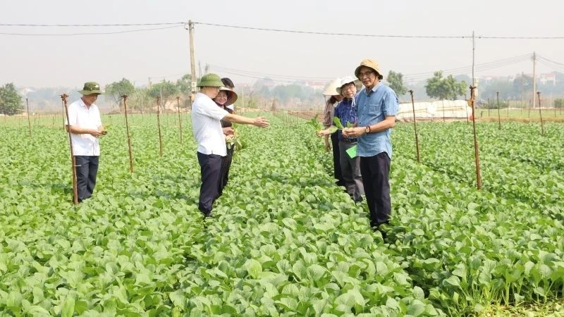 Nhiều diện tích rau xanh ở huyện Mê Linh đã cho thu hoạch. 