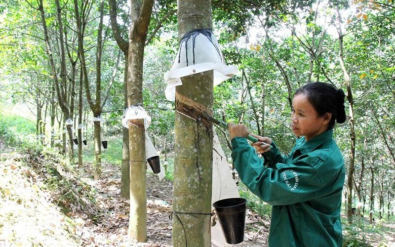 Khai thác mủ cao-su tại Yên Bái.