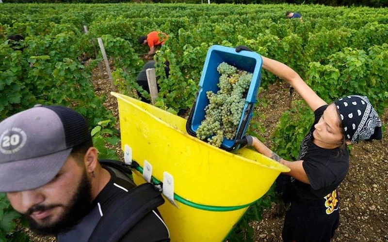 Thu hoạch nho tại thành phố Bordeaux, Pháp. (Ảnh AP)