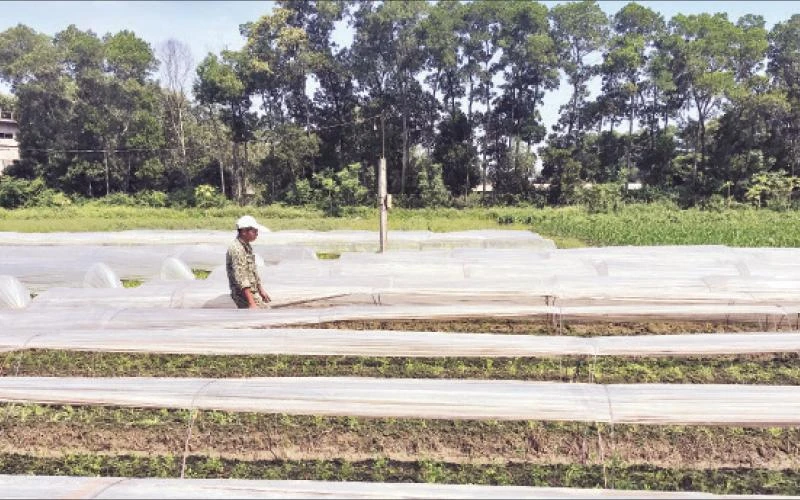 Sản xuất rau an toàn tại huyện Đông Anh. 