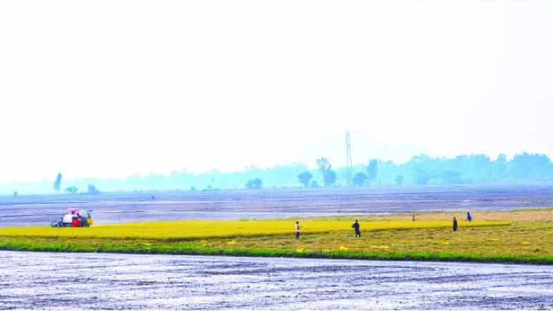 Người dân ở huyện Tri Tôn, tỉnh An Giang thu hoạch lúa. (Ảnh Phong Linh)