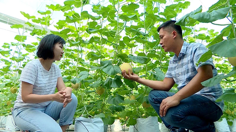 Anh Nguyễn Việt Lâm (xã Kháng Nhật, huyện Sơn Dương, tỉnh Tuyên Quang) với vườn dưa lưới nhà kính.