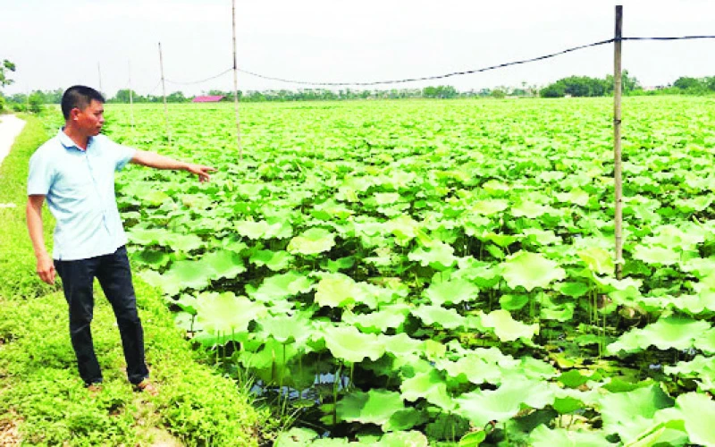 Anh Lã Quang Khanh giới thiệu về đầm sen của mình.