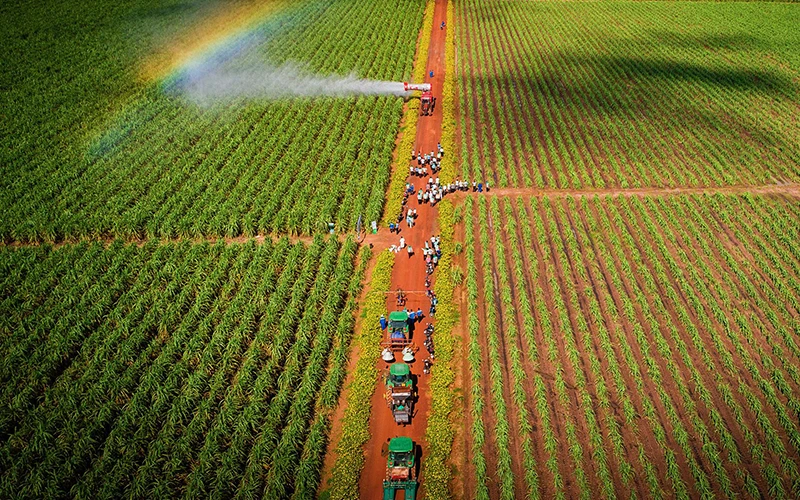 Nông trường mía đường của một tập đoàn đầu tư ở Tây Ninh.