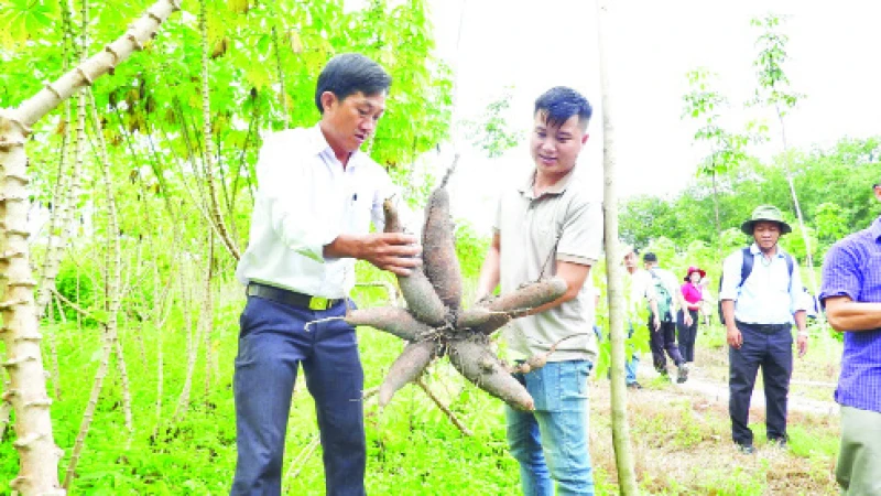 Các chuyên gia, nhà nông đi thực tế tại vùng trồng sắn kháng bệnh khảm lá. 