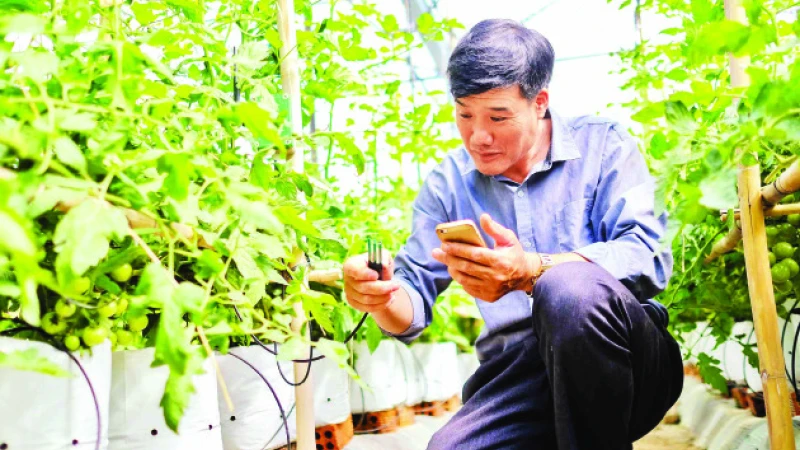Nhà nông Bùi Ngọc Cung (huyện Đơn Dương, tỉnh Lâm Đồng) kiểm tra cảm biến đo độ ẩm tại trang trại.