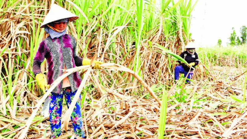 Nông dân huyện Cù Lao Dung, tỉnh Sóc Trăng thu hoạch mía.