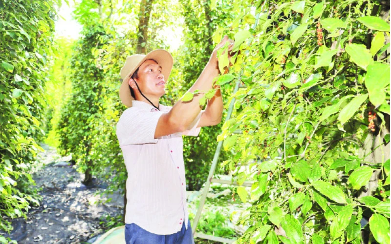 Ông Lê Quang Cường ở ấp Phước Tiến, xã Hưng Phước, huyện Bù Đốp phấn khởi vì vụ tiêu năm nay được mùa, được giá.