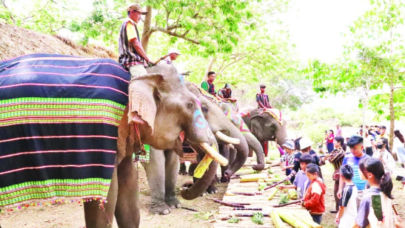 Chung tay bảo tồn voi 