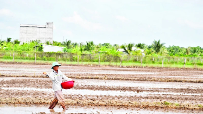 Nông dân Nguyễn Văn Quý, xã Thạnh Nhựt, huyện Gò Công Tây (Tiền Giang) xuống giống lúa hè thu 2024.