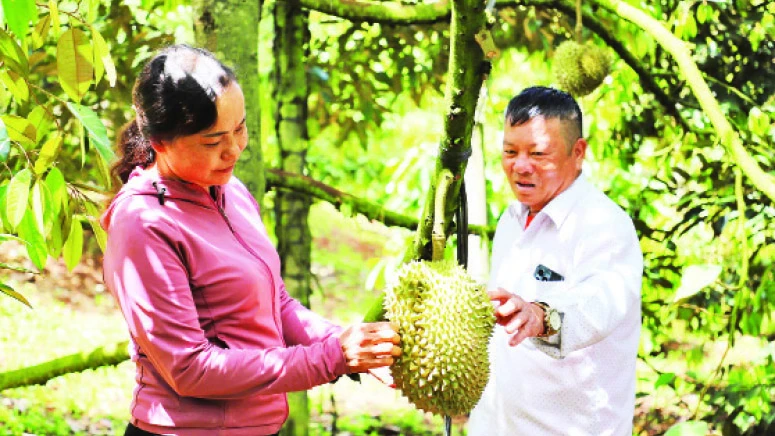 Vườn sầu riêng của gia đình chị Hoàng Thị Bình (xã Đắk N’Drót, huyện Đăk Mil) phát triển tốt, đạt sản lượng cao hơn khoảng 1,3 lần so với trước. 