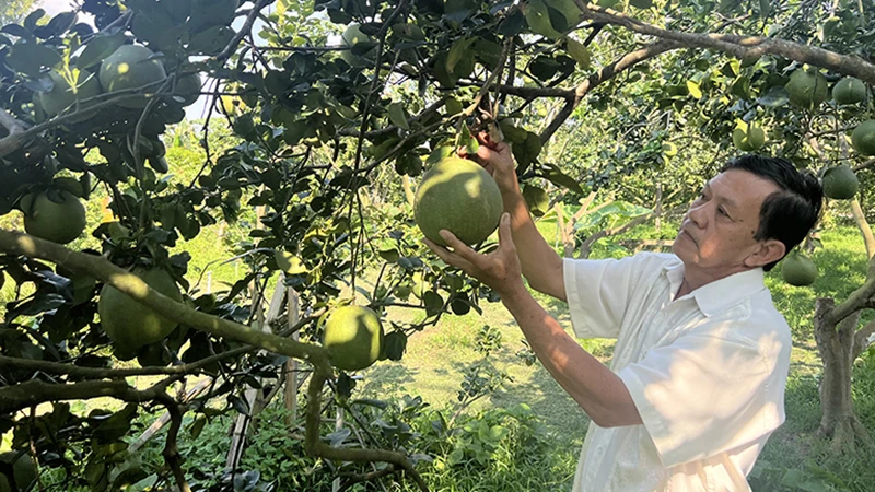 Ông Vương Thành Công (xã Tường Đa, huyện Châu Thành, tỉnh Bến Tre) chăm sóc vườn bưởi chuẩn bị bán Tết.