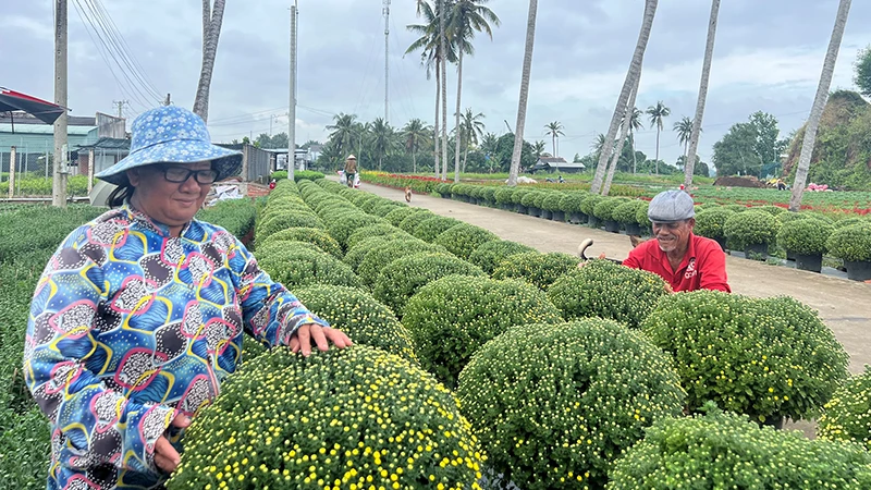 Gia đình bà Trần Thị Thu Hương (ngụ xã Sơn Phú, huyện Chợ Lách, tỉnh Bến Tre) chăm sóc hoa chuẩn bị bán trong dịp Tết Nguyên đán. 