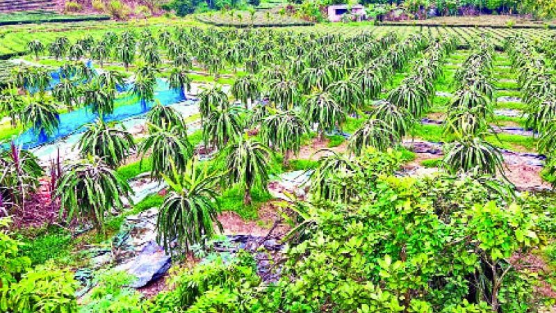 Mô hình trồng cây thanh long ở xã Quảng Thịnh, huyện Hải Hà ngày càng mang lại giá trị kinh tế cho người dân.