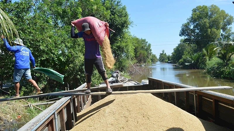 Hoạt động thu mua lúa tại Kiên Giang vẫn nhộn nhịp dịp cận Tết. (Ảnh QUỐC TRINH)