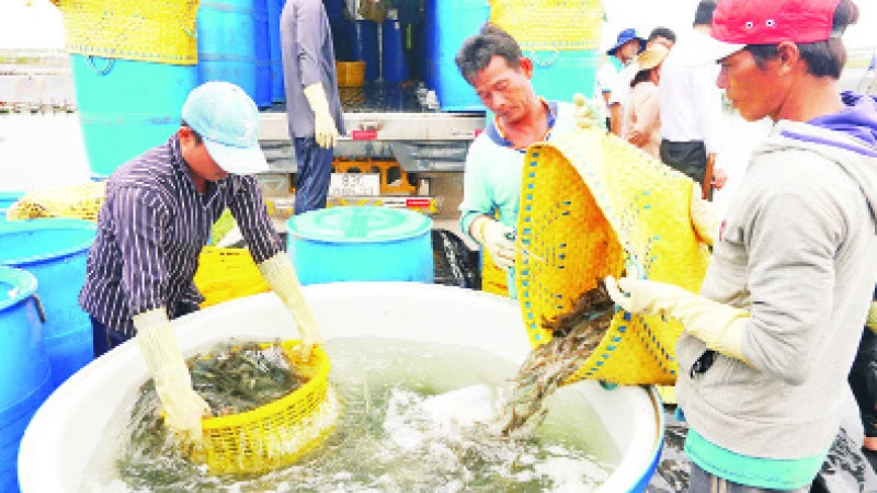 Thu hoạch tôm nuôi tại Sóc Trăng.