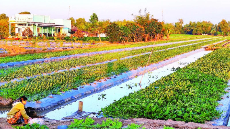 Nông dân vùng ngọt huyện Trần Văn Thời (tỉnh Cà Mau) áp dụng nhiều mô hình đa canh tiết kiệm nước tưới trong mùa khô hạn. 