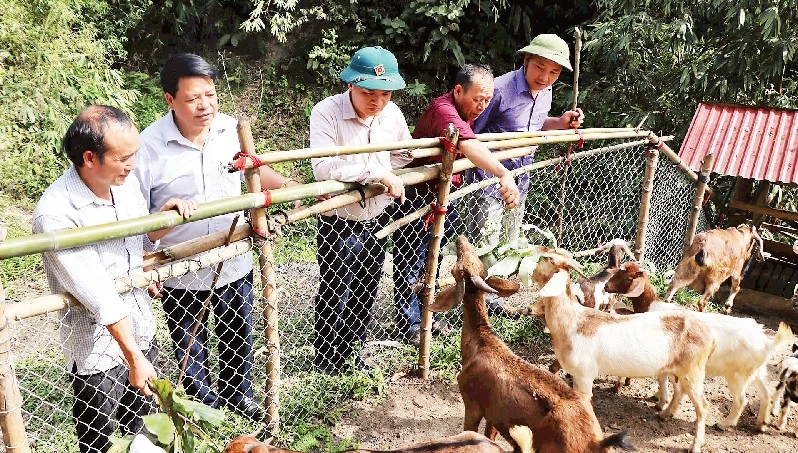 Mô hình chăn nuôi dê ở xóm Mỏ Chì, xã Cúc Đường, huyện Võ Nhai (tỉnh Thái Nguyên) mang lại hiệu quả kinh tế cao. (Ảnh CTV)