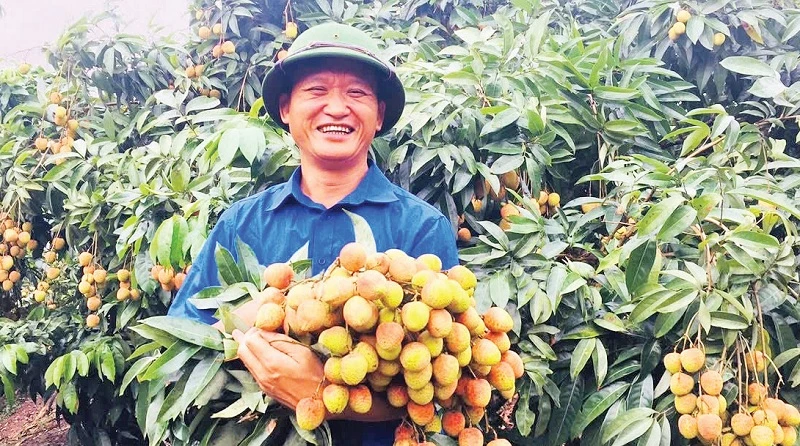 Anh Trần Đức Hanh trong vườn vải thiều sớm của gia đình.