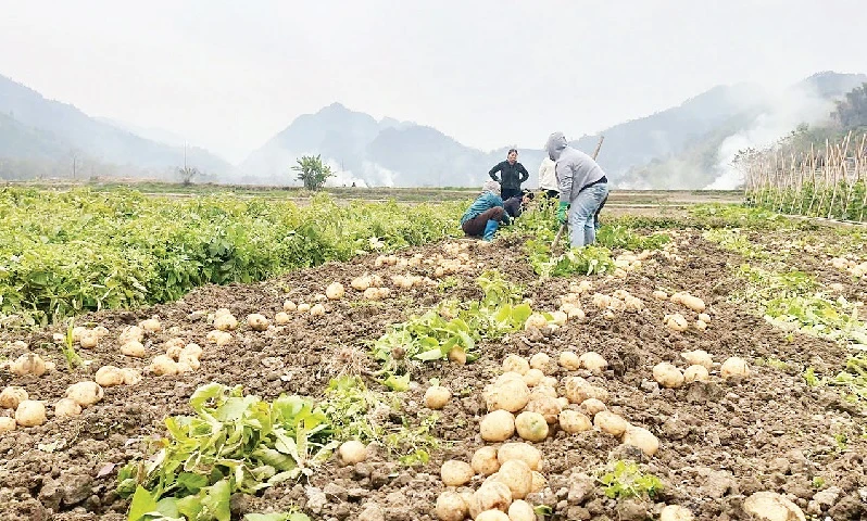 Trồng khoai tây liên kết giúp nhiều hộ nghèo ở Na Rì chuyển đổi cơ cấu cây trồng, có thu nhập ổn định.