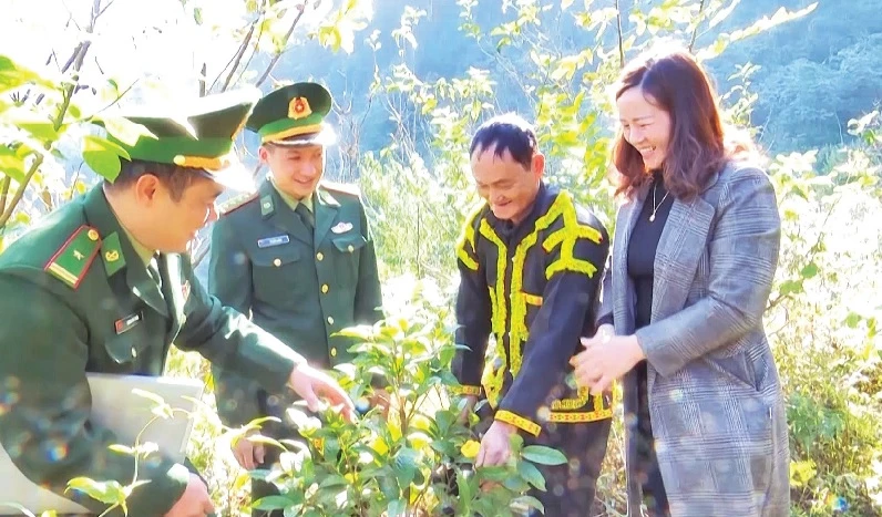 Bộ đội Biên phòng tỉnh Lạng Sơn kiểm tra mô hình trồng cây trà hoa vàng ở xã Mẫu Sơn, huyện Cao Lộc.