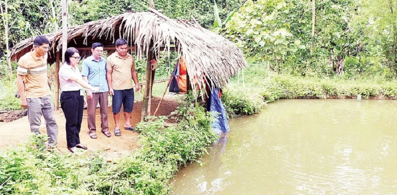 Cán bộ Phòng Giao dịch Ngân hàng Chính sách xã hội huyện Bắc Quang kiểm tra sử dụng vốn cải tạo vườn tạp của gia đình anh Đặng Văn Quý, xã Tiên Kiều.