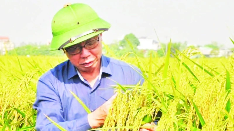 Anh hùng Lao động Trần Mạnh Báo, Chủ tịch Hội đồng quản trị Tập đoàn ThaiBinh Seed bên giống lúa nếp Bể được phục tráng thành công.